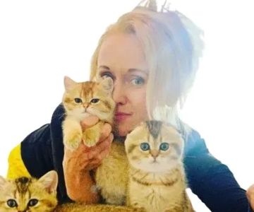 Scottish kittens cattery