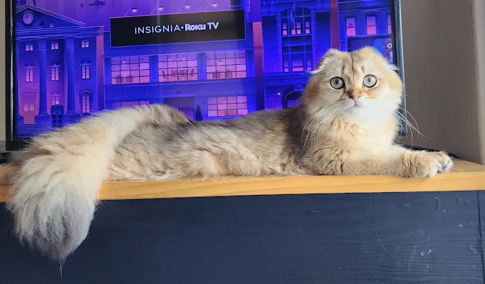Golden League Cattery 12
