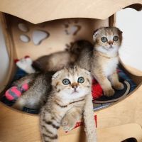 Golden League Cattery ico