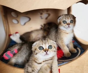 Golden League Cattery