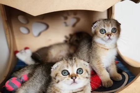 Golden League Cattery