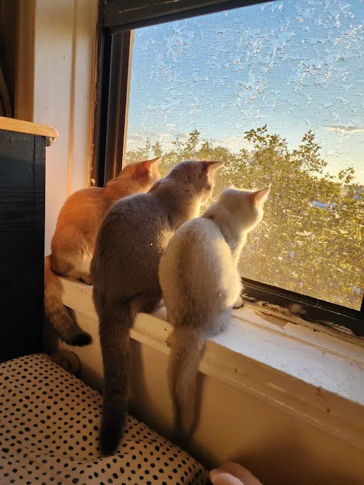 Golden League Cattery 12