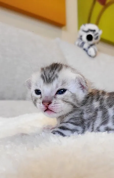 Bengal & Abyssinian Cats & Kittens cattery 8