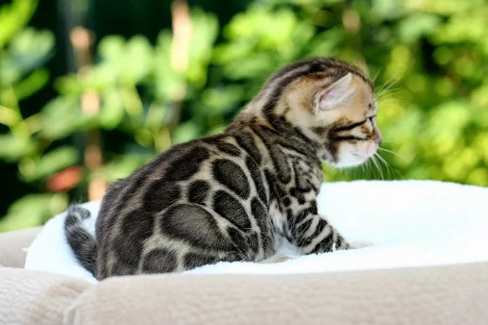 Bengal & Abyssinian Cats & Kittens cattery 1