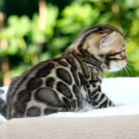 Bengal & Abyssinian Cats & Kittens cattery ico