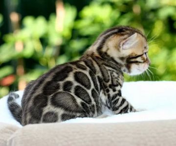Bengal & Abyssinian Cats & Kittens cattery