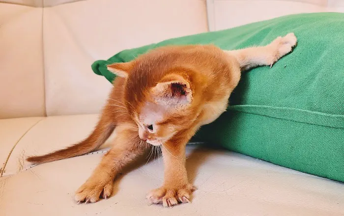 Bengal & Abyssinian Cats & Kittens cattery 5