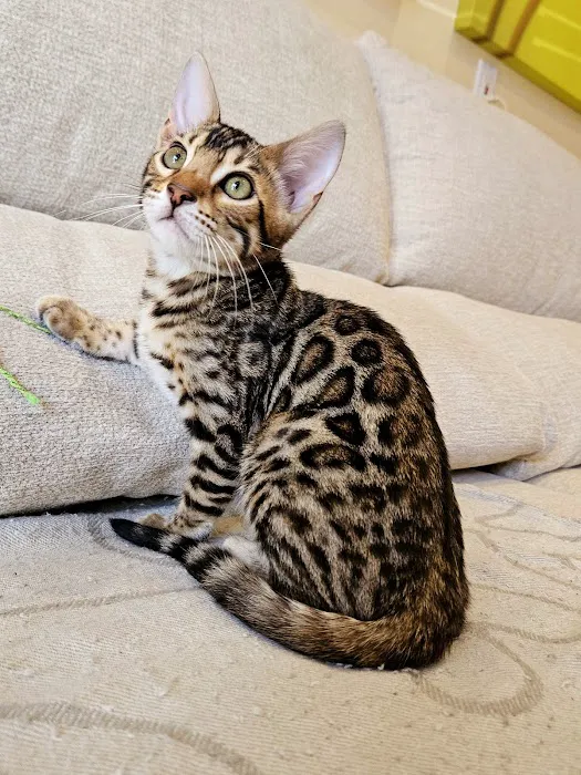 Bengal & Abyssinian Cats & Kittens cattery 7