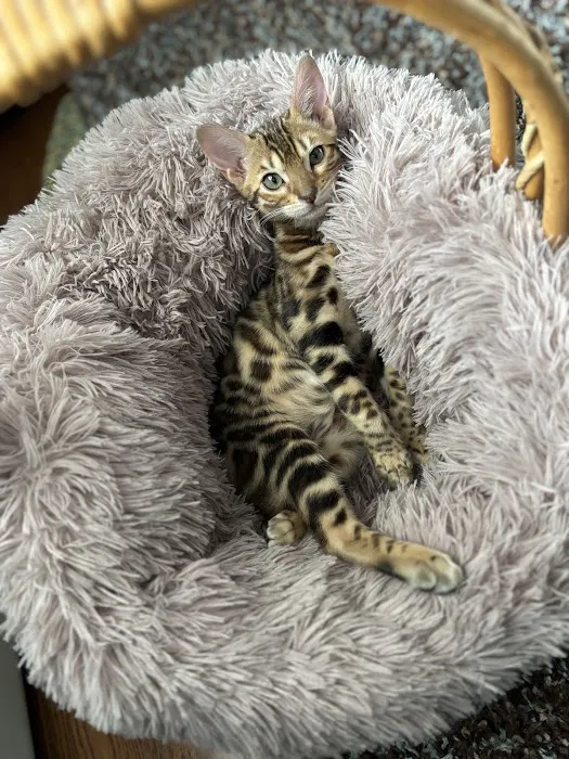 Bengal & Abyssinian Cats & Kittens cattery 3