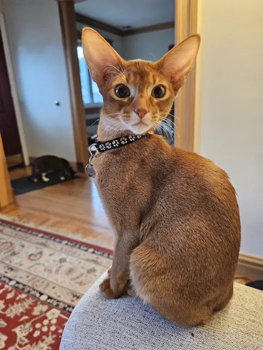 Bengal & Abyssinian Cats & Kittens cattery 4