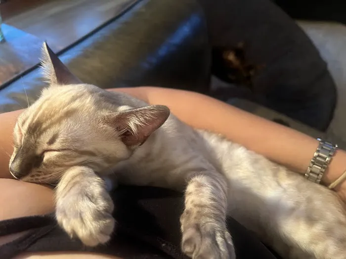 Bengal & Abyssinian Cats & Kittens cattery 2