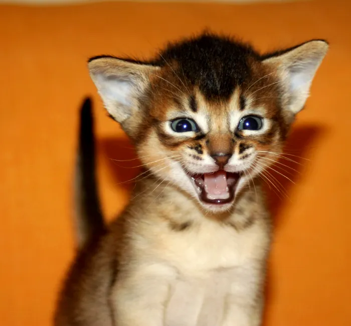 Bengal & Abyssinian Cats & Kittens cattery 10