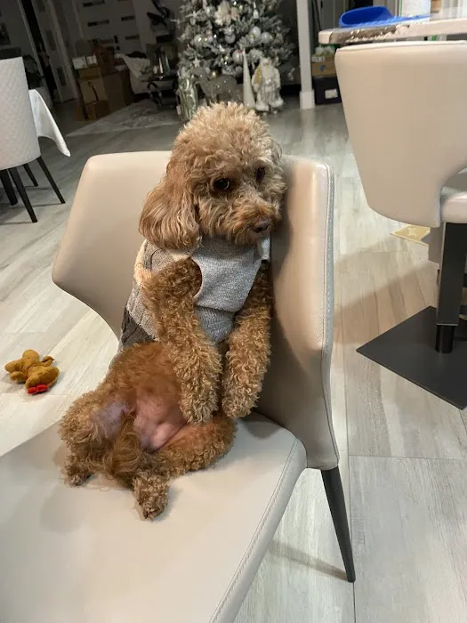 South Brooklyn Animal Clinic 12