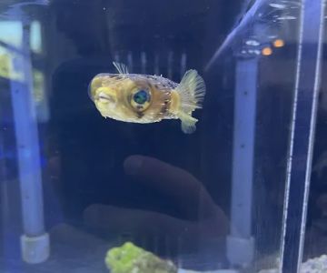 Cuttle Fish and Corals