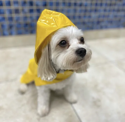 Oceanside Animal Clinic 12