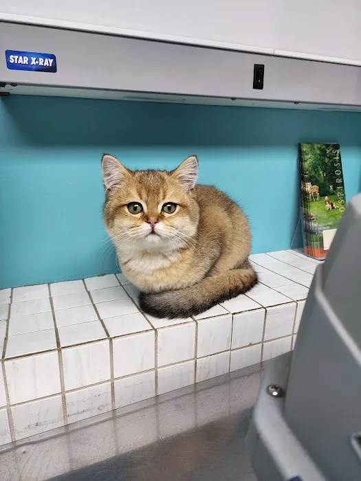 Oceanside Animal Clinic 12