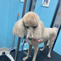 Oceanside Animal Clinic ico