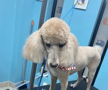 Oceanside Animal Clinic