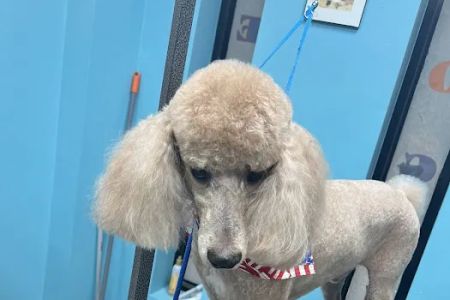 Oceanside Animal Clinic