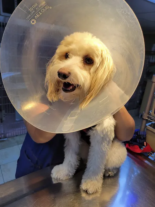 Oceanside Animal Clinic 12