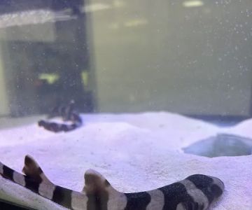 Fishys & Friends