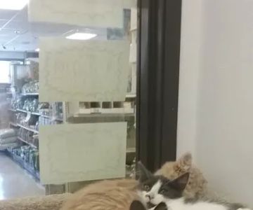 Animal House Pet Shop