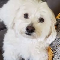 Broadway Animal Hospital of Riverdale ico