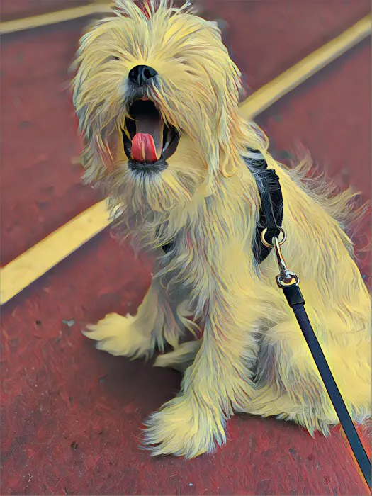 Broadway Animal Hospital of Riverdale 7
