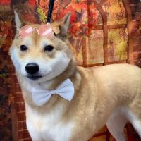 Inwood Animal Clinic ico
