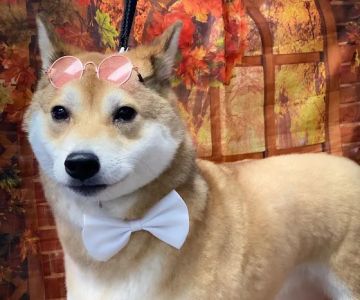 Inwood Animal Clinic