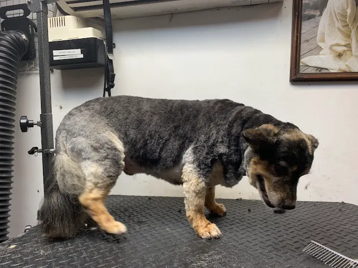 Inwood Animal Clinic 10