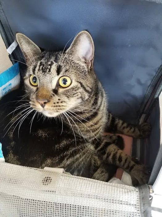 Inwood Animal Clinic 4