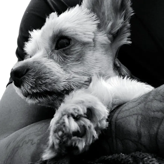 Riverdale Animal Hospital 6