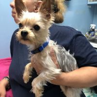 Riverdale Animal Hospital ico