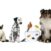 Riverside Veterinary Clinic ico