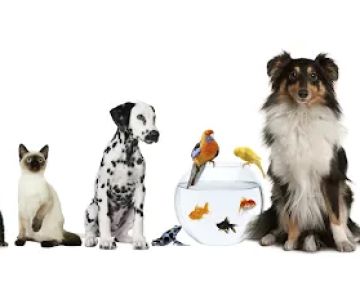 Riverside Veterinary Clinic