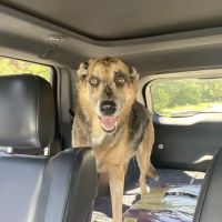 Smith Animal Hospital ico