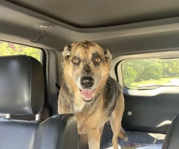 Smith Animal Hospital