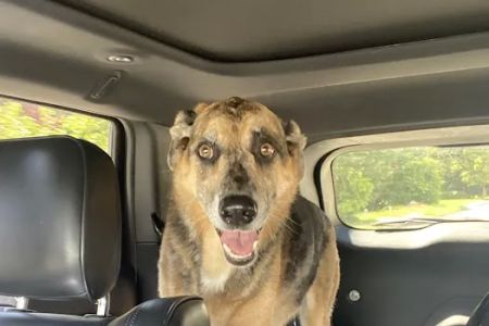 Smith Animal Hospital