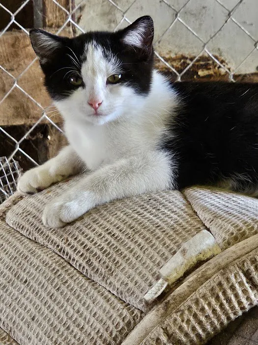 Animal Allies Spay & Neuter Clinic 5