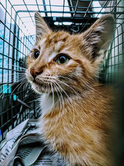 Animal Allies Spay & Neuter Clinic 10