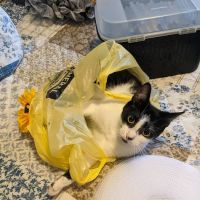 Animal Allies Spay & Neuter Clinic ico