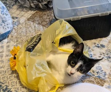 Animal Allies Spay & Neuter Clinic