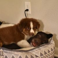 Eastside Animal Hospital: Carlisle Quint DVM ico