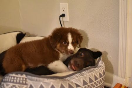 Eastside Animal Hospital: Carlisle Quint DVM