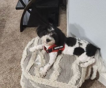 Petco