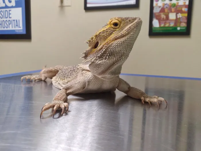 Eastside Animal Hospital 12