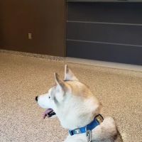 Eastside Animal Hospital ico
