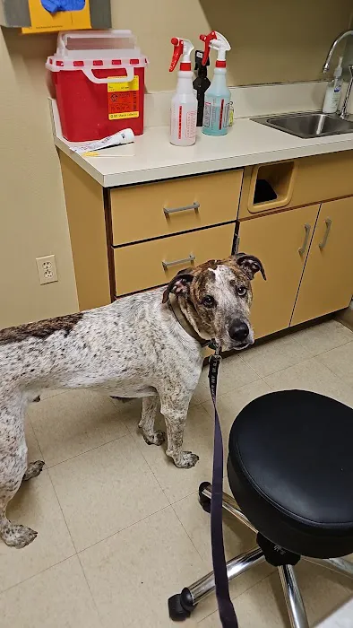 Eastside Animal Hospital 12