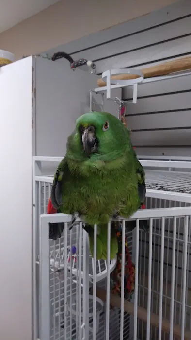 BiZee Bird Store 3